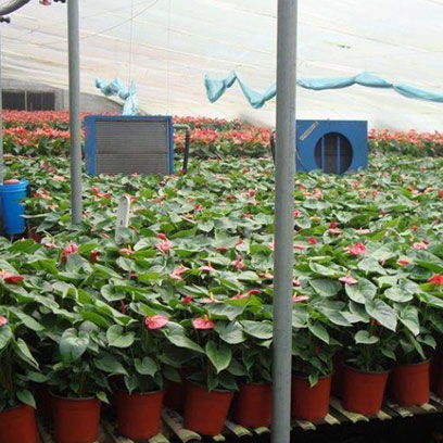 Cheap 4 Inch Plastic Nursery Pots Suppliers