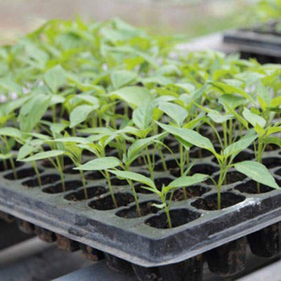 Best Plastic Seedling Trays Wholesale Sri Lanka
