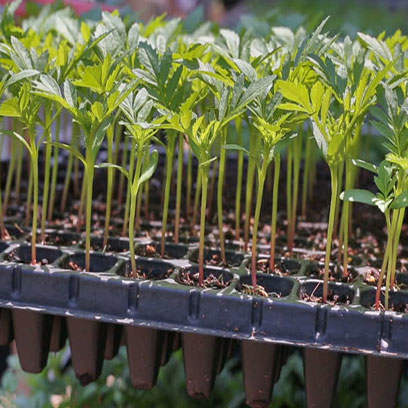 Best Seed Starting Trays Wholesale Suppliers UAE