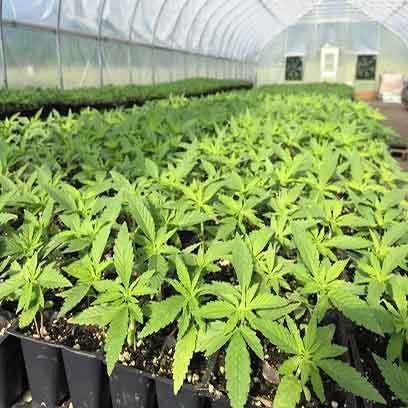 Cheap Seed Starting Trays Wholesale Greece