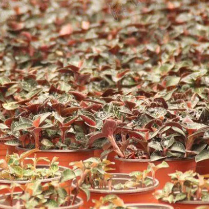 Cheap Plastic Pots For Plants Wholesale Latvia