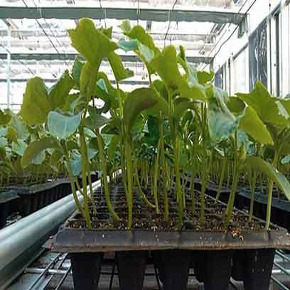 Plastic Seed Plug Trays Suppliers Paraguay