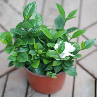 Cheap Plastic Pots For Plants Wholesale Dominicana