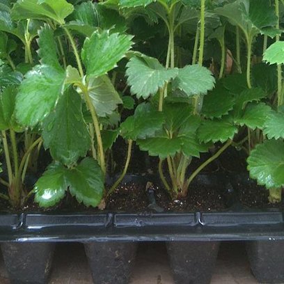 Best Seed Starting Trays Suppliers Tanzania