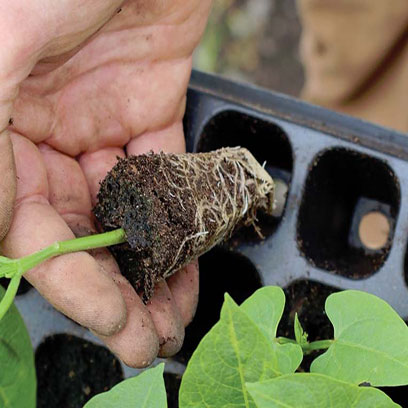 Best Seed Starting Trays Suppliers Lebanon