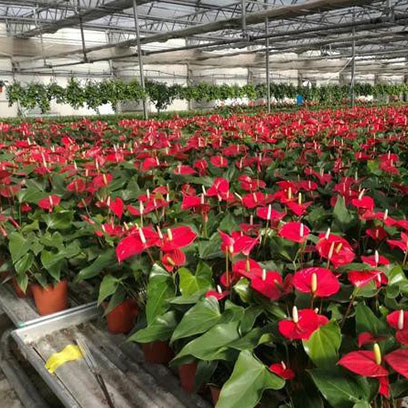 Cheap Plastic Flower Pots Wholesale Suppliers Oman
