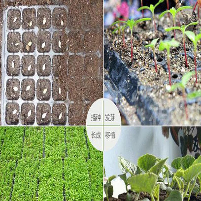 Best Plastic Seedling Trays Wholesale Price NZ