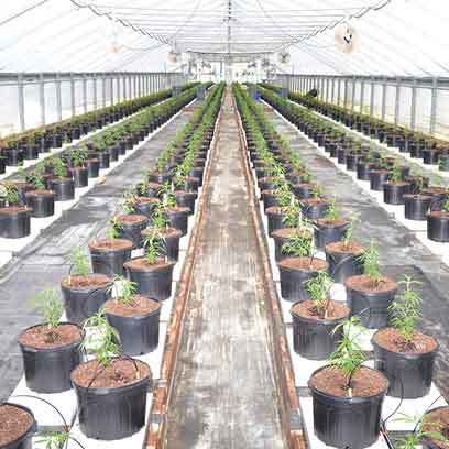 Black Plastic Plant Pots Wholesale Suppliers Oman