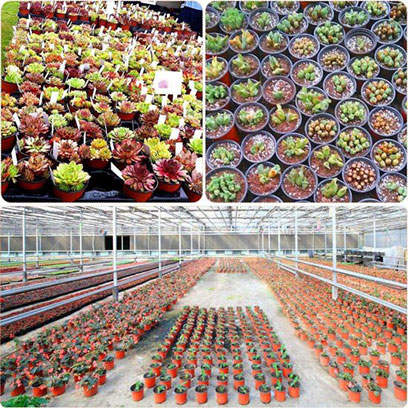 Cheap Plastic Plant Pots Wholesale Armenia