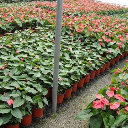 Cheap Plastic Pots For Plants Wholesale Jordan