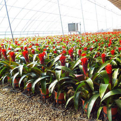Best Thermoformed Pots Manufacturers Ireland