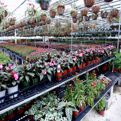 Cheap Large Plastic Planters Manufacturers Serbia