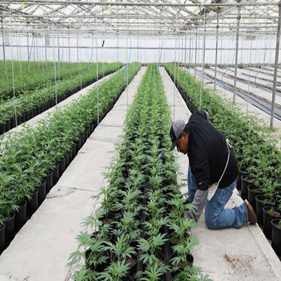 Cheap Plastic Nursery Pots Wholesale Peru