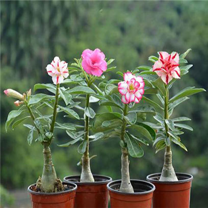 Best Plastic Flower Pots Wholesale Direct UAE