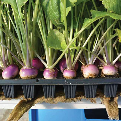 Cheap Plastic Seed Trays Wholesale Price Greece