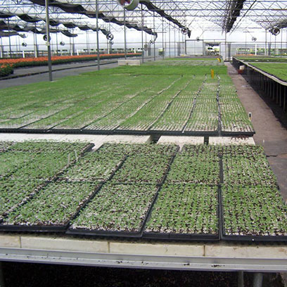 Cheap Plastic Propagation Trays Suppliers Jamaica