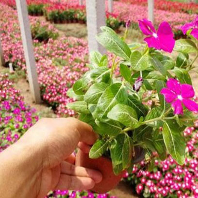 Plastic Flower Pots Wholesale Suppliers Bahamas