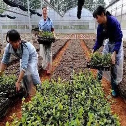 Cheap Plastic Seed Trays Wholesale Price Lebanon