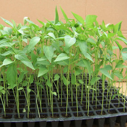 Best Seed Starting Trays Suppliers South Africa
