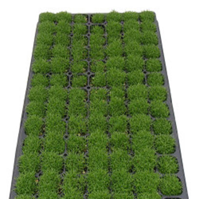 Plastic Propagation Trays Suppliers Botswana