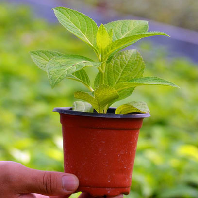Cheap Plastic Pots For Plants Wholesale Denmark