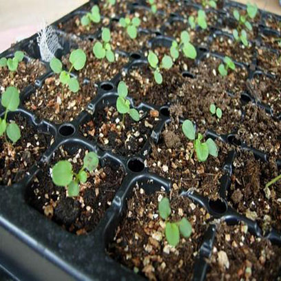 Plastic Seedling Trays Wholesale Price Zimbabwe