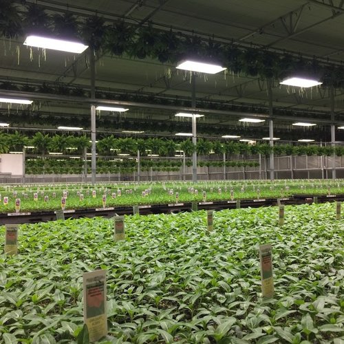 Best Seed Starting Trays Manufacturers Peru