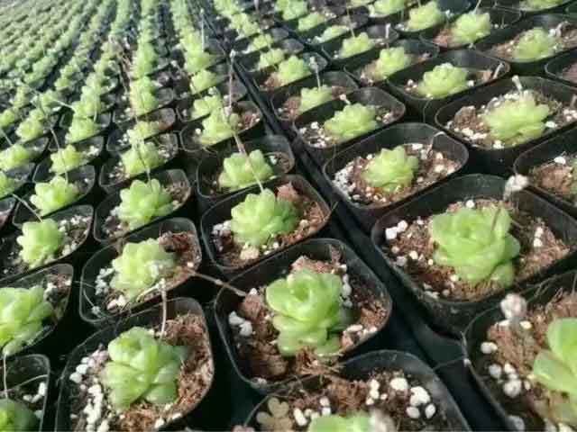 perlite and succulents