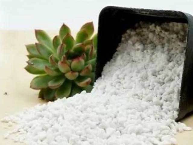 perlite for succulents