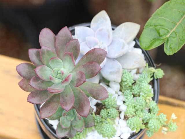 perlite soil mix for succulents