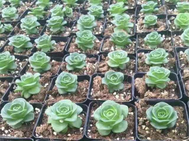 perlite to soil ratio for succulents