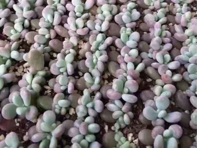peat moss and perlite for succulents