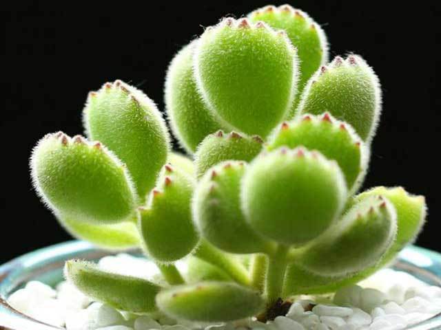 potting soil and perlite for succulents