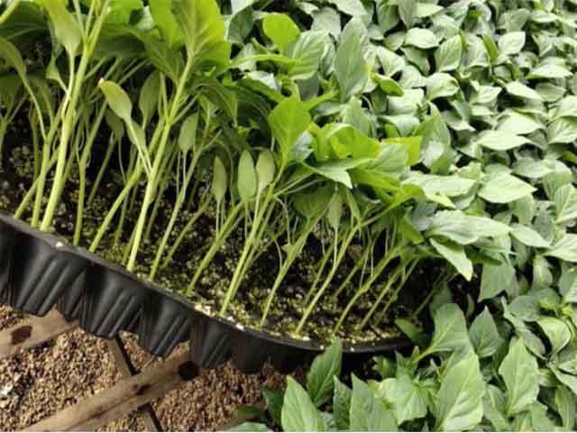 propagation tray