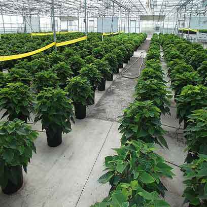 Cheap 14 Inch Plastic Planter Wholesale Supplier
