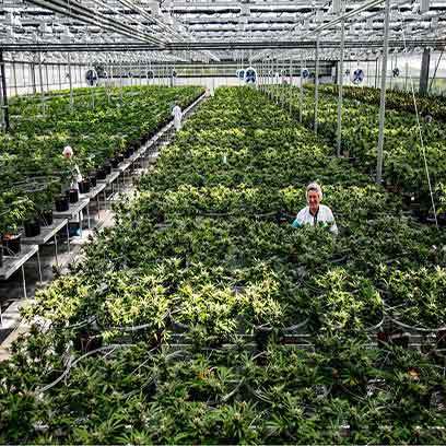 Bulk Buy Cheap Plastic Marijuana Grow Pots