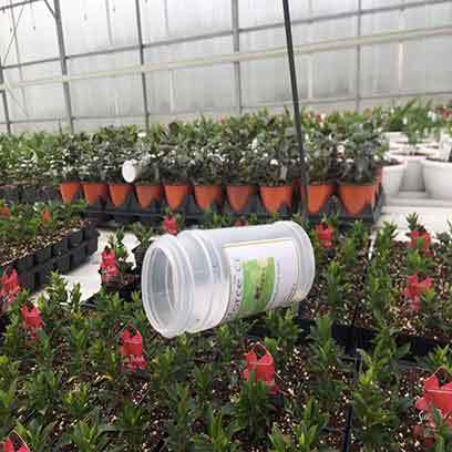 Cheap 8 Inch Plastic Planters Wholesale