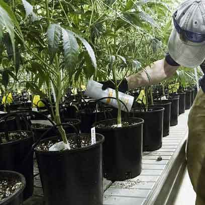 Large Plastic Planters For Trees UK