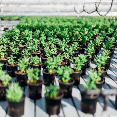Cheap Garden Nursery Plastic Pots Wholesale
