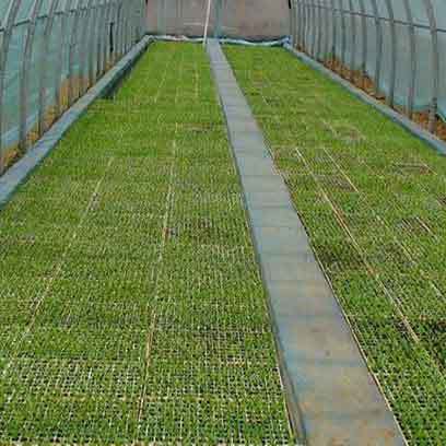 Cheap Plastic 200 Cell Plug Trays Wholesale