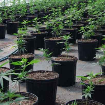 Wholesale Cheap Plastic Nursery Pots Ontario