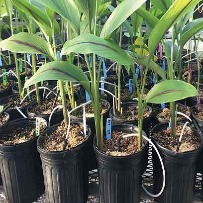 Cheap 1 Gallon Plant Pots Wholesale Supplier