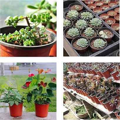 Small Plastic Succulent Pots In Bulk Online