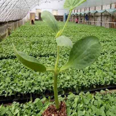 Greenhouse Polystyrene Plant Sowing Trays