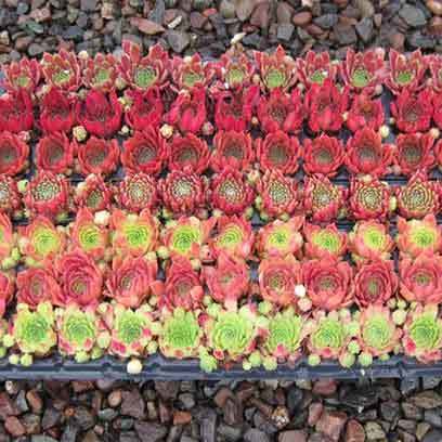 Plastic 72 Cell Succulent Plug Trays Canada