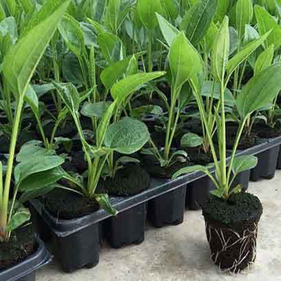 Greenhouse 200 Cell Plug Trays Canada