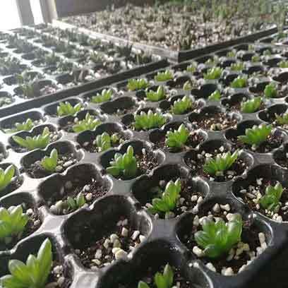 Greenhouse Succulent Propagation Trays Canada