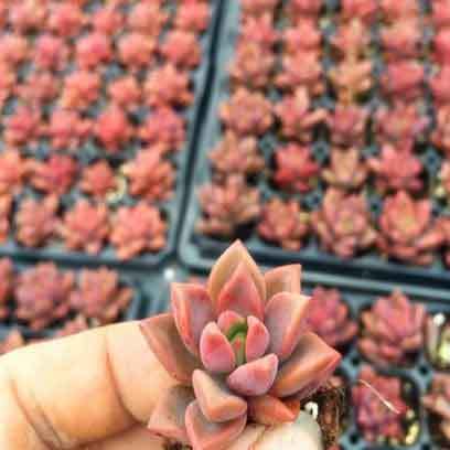 Soil Block Succulent Propagation Trays Canada