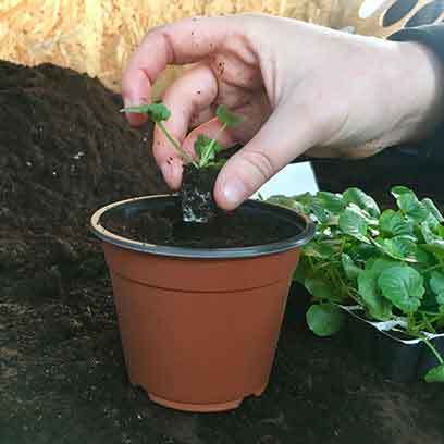 Cheap Greenhouse Plastic Starter Pots Wholesale
