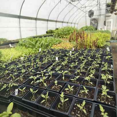 4 Inch Square Nursery Germination Pots